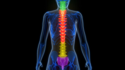 Spinal Cord Vertebral Column of Human Skeleton System Anatomy