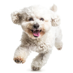 Obraz premium Bichon frise dog on white background, tounge, playing, jumping, running