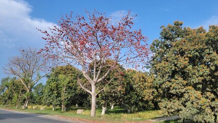 Fototapeta premium Bombax Ceiba Plant. Beautiful red gorgeous flowers are blooming on the whole Red silk-cotton tree. Scenery of red bombax ceiba tree and cloudy sky. Beautiful 4K Footage.
