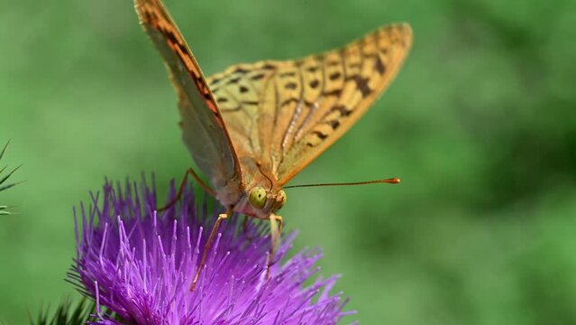The butterfly uses its proboscis to drink sweet nectar from flowers. Pollination and blooming of flowers.