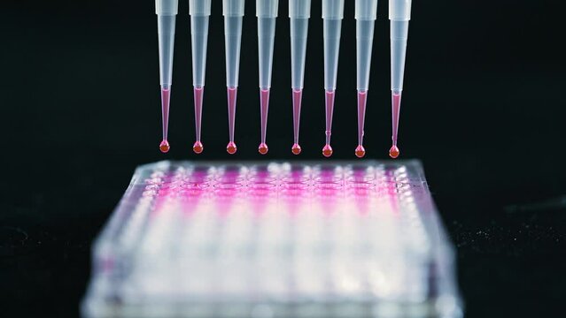 Scientist holding Multi channel pipette withdrawing pink compound solution with plastic tips for biomedical research with model compounds in background in a chemistry lab