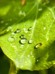 Large drops of rain on the green leaves of nasturtium. - 778817342