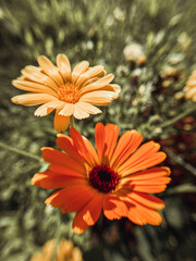 Pale orange and bright orange marigold flowers against a green background. - 778817344