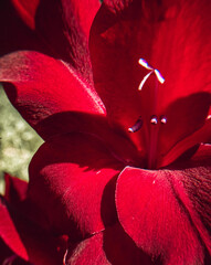 Bright dark burgundy gladiolus flowers. - 778817348