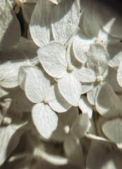 Bright white phlox flowers.