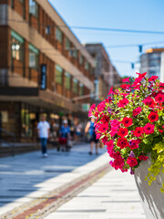 White Planter With Red Flowers on City Street