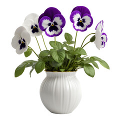 Pansy Flower in PNG format with transparent background