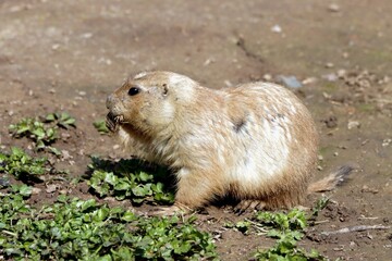 chien de prairie