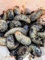 An adorable cluster of larvae