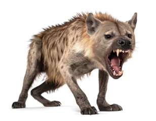 Fotobehang Scary aggressive Hyena with open mouth and visible fangs on isolated background © FP Creative Stock