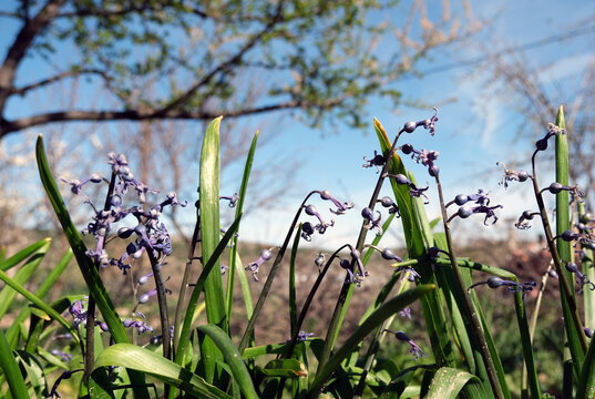 Hyacinths in the spring garden. Springtime scene.