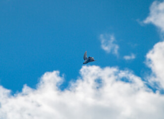 Birds in the sky. A flock of birds in a cloudy sky