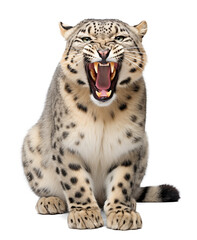 Aggressive Snow leopard with open mouth and visible fangs on isolated white background