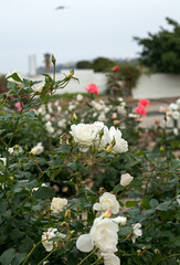 Bush of white roses blooms in spring on the street of Israel