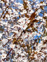 A sunlit Prunus x cistena twig, known as purple leaf sand cherry or dwarf red-leaf plum, showcases its blooms in the springtime of March, highlighting the delicate beauty of this hybrid Prunus species