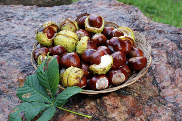 Fresh shiny horse chestnuts on a stone background in woven basket close-up