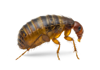 Detail view of a flea on an isolated background