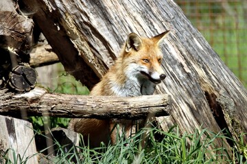 renard