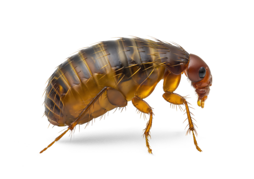 Detail view of a flea on an isolated background