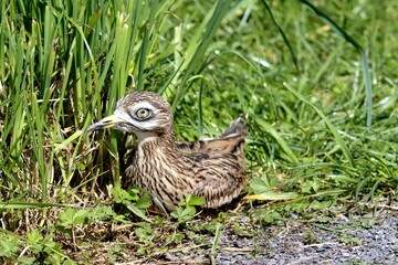 oiseau