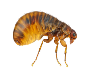 side view of a flea, isolated background