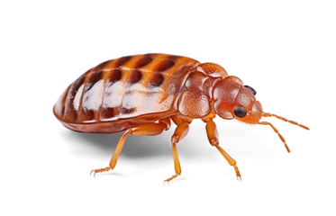 bed bug on isolated background