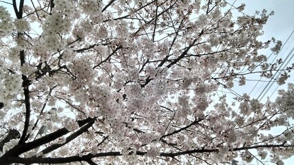 Sakura, Kyoto, Japan. Although it is not in full bloom, it is 80% full bloom.