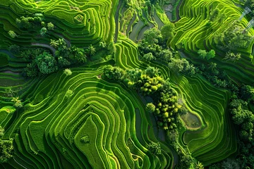 Foto op Plexiglas Rijstvelden Spectacular aerial view of terraced rice fields