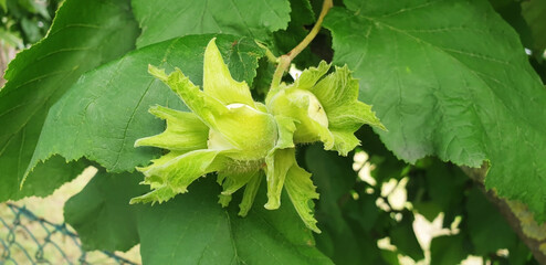 Panorama of corylus americana or corylus avellana nuts grow on a tree in the park.