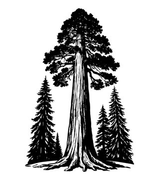 general sherman tree silhouette