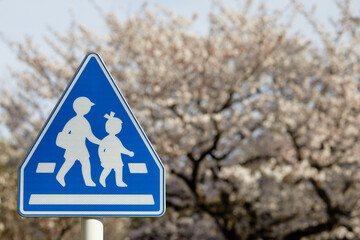 pedestrian traffic sign with sakura background