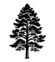 silhouette of western red cedar tree on transparent background