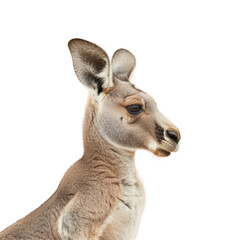 Obraz premium A kangaroo standing with head turned