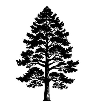 silhouette of western red cedar tree on transparent background