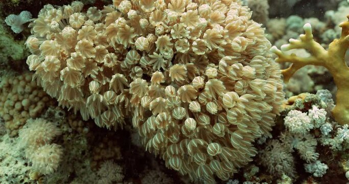 A fascinating close shot of the Xenia coral and its yellow polyps.
