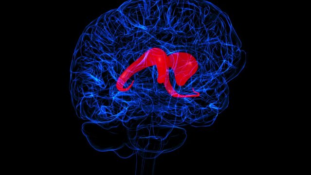 Brain caudate nucleus Anatomy For Medical Concept 3D