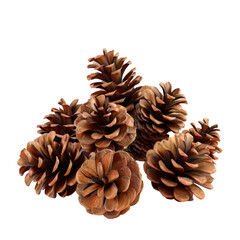 Many pine cones on a Transparent Background