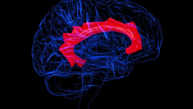 Brain cingulate gyrus Anatomy For Medical Concept 3D