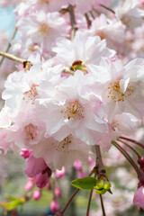 Images of Japan - Close-up of Cherry Blossoms in Full Bloom