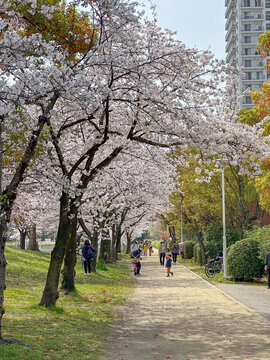 Images of Japan - Hanami Season, Leisurely Viewing Cherry Blossom at Local Park