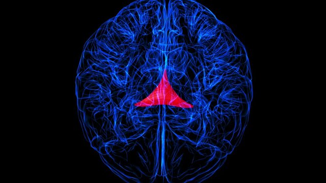 Brain Commissure fornix of forebrain Anatomy For Medical Concept 3D