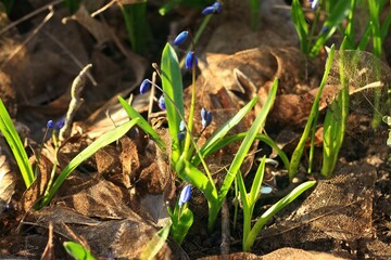 Flowering blue Siberian scilla, lat. Scilla siberica.  Flowering bulbous plant in spring garden growing from autumn leaves.