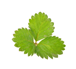 stawberry leaves isolated on a white on transparent png