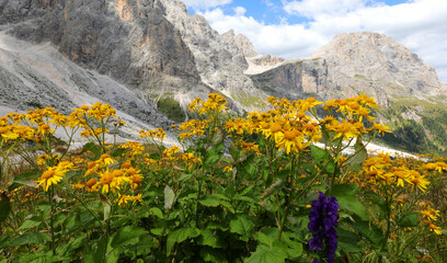 many mountain arnica flowers perfect as a natural ointment and anti-inflammatory