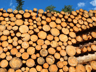 pile of cut logs amassed in the open-air sawmill