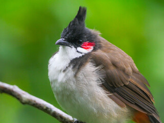 Portrait of a Bulbul bird