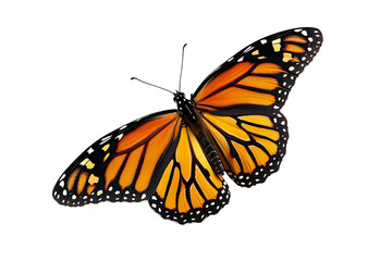 Fototapeta na wymiar A realistic photograph of A beautiful Monarch butterfly with detailed orange and black wings, flying gracefully against white background