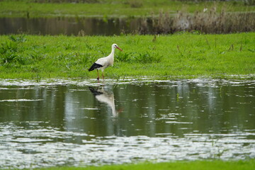 White stork foraging in the Leine meadows on April 7, 2024 (Ciconia ciconia) Ciconiidae family. Hanover, Germany.