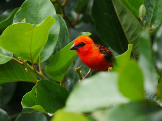 Close-up of a vibrant red bird in natural environment