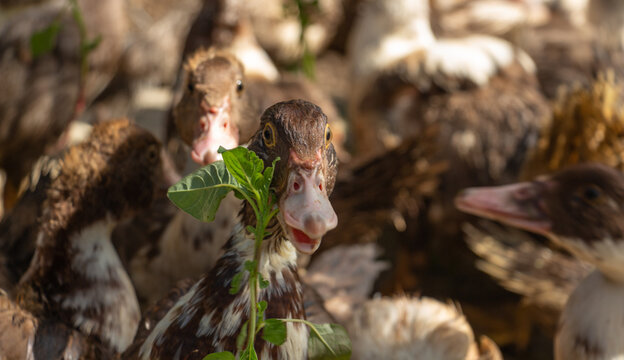 Brown muscovy ducks in the barnyard eating grass